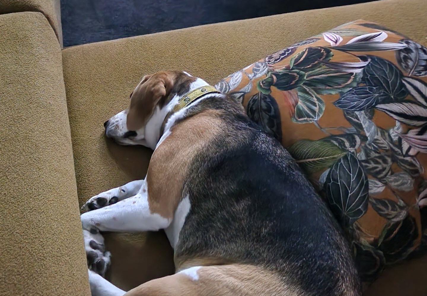 Dog lying down, enjoying the new custom made couch cushions.